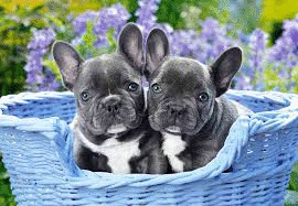 ROMPECABEZAS 1000 PZAS. FRENCH BULLDOG PUPPIES CASTORLAND